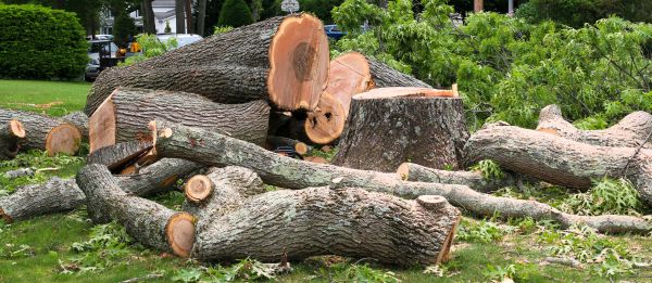 Large Tree Removal in Danville