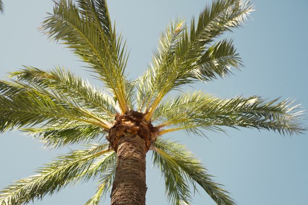 Palm Tree Removal in Danville