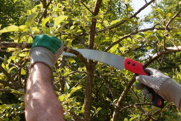 Small Tree Removal in Danville