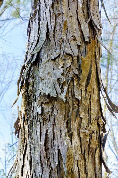Cost of Hickory Tree Removal in Danville