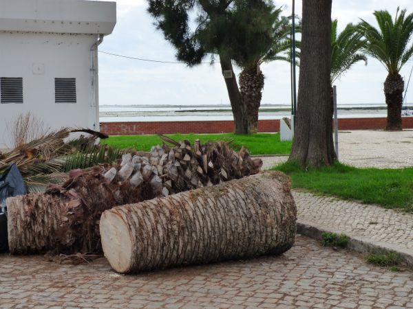 Palm Trees Removal in Danville