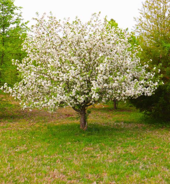 Cost of Dogwood Tree Removal in Danville