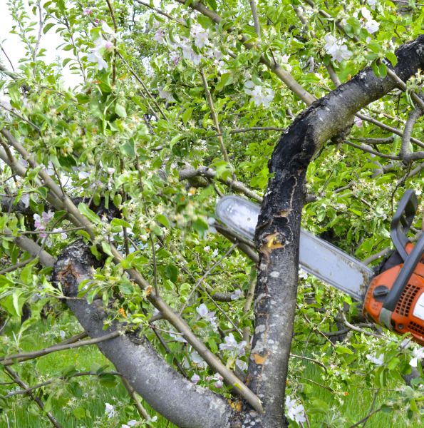 Cost of Apple Tree Removal in Danville