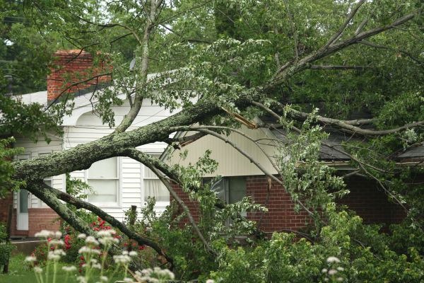 Emergency Tree Removal in Danville