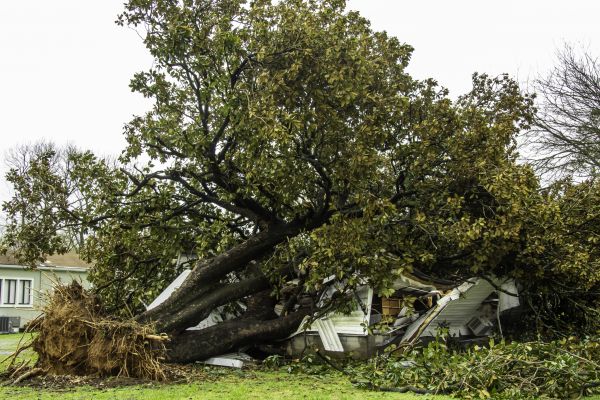 Fallen Tree Removal in Danville