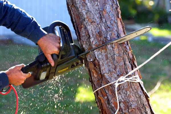 Dead Tree Removal in Danville